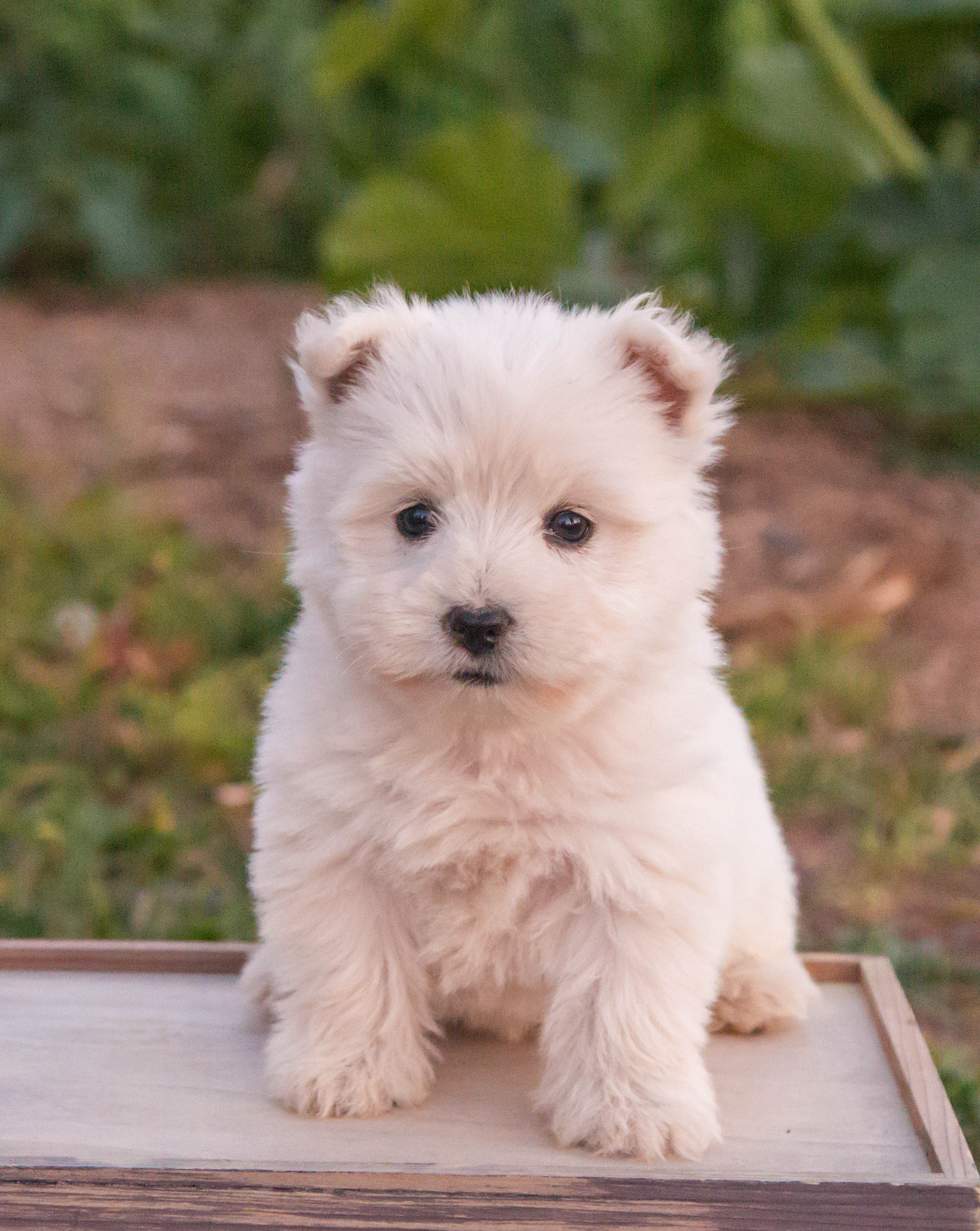 puppy, for, sale, West Highland White Terrier, Amos B. King, dog, breeder, Romney, WV, dog-breeder, puppy-for-sale, forsale, nearby, find, puppyfind, locator, puppylocator, aca